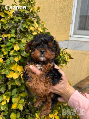 Йорипу , снимка 2 - Йоркширски териер - 53937743