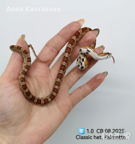 Царевични смоци /царевичен смок , снимка 3 - Змии - 54011711