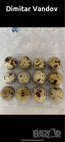 Пъдпъдъчи яйца