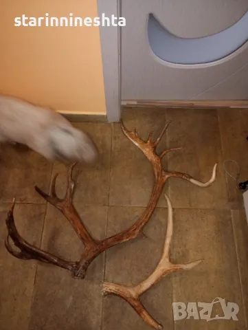 СССР Ретро Винтидж големи стари рога рог елен лос трофей , снимка 4 - Антикварни и старинни предмети - 48664548
