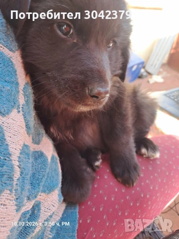 Подарявам кученца, снимка 6 - Други - 53939651