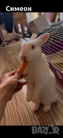 Зайче на година заедно с клетката си