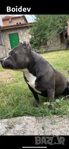 Американско були ХL ABKC си търси приятелка, снимка 7 - Други - 38081612