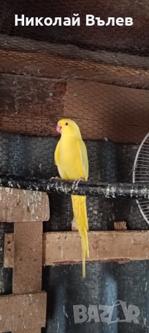 Женски малък Александър , снимка 3 - Папагали - 52464169