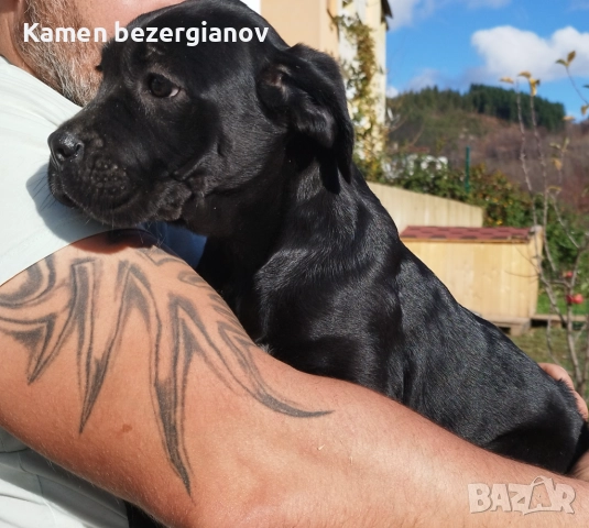 Кане Корсо , снимка 17 - Кане корсо - 52342406