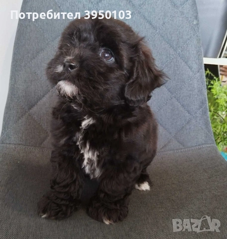 Shih poo/Mini poodle , снимка 5 - Ши Тцу - 54302526