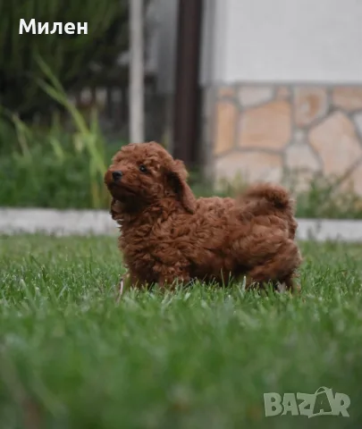 Той пудел Toy poodle, снимка 18 - Пудели - 55006000