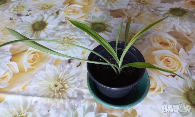 Цветя, снимка 5 - Стайни растения - 52071194