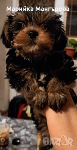 Мини Йоркита много игриви , снимка 12 - Йоркширски териер - 52299919