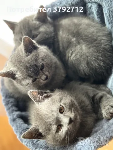 Котета британчета British Blue , снимка 1