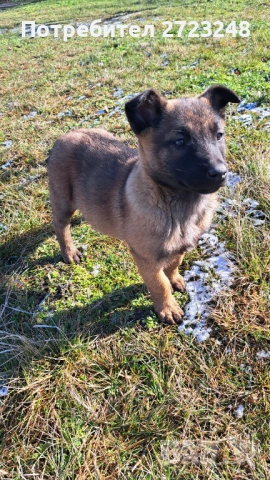 Кученце белгийска овчарка , снимка 9 - Белгийска овчарка - 53131948