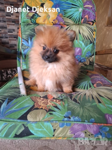 Продавам померанче, снимка 3 - Померан - 53175930