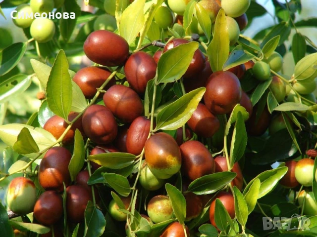 Фиданки Хинап, снимка 2 - Разсади - 53954918