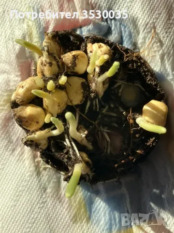 Бяла царевица за семе,стар сорт, снимка 5 - Сортови семена и луковици - 48793883