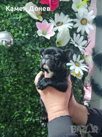 Френски булдог 