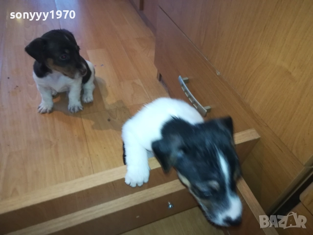ДЖАК РЪСЕЛ-КУТРЕТА 2209251141, снимка 11 - Джак ръсел териер - 51793138