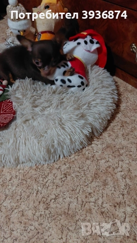 чихуа ха, снимка 2 - Чихуахуа - 53023556