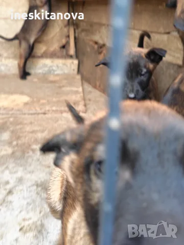 🐕 ПРОДАВАТ СЕ КУЧЕНЦА МАЛИНОА 🐕, снимка 5 - Белгийска овчарка - 56230855