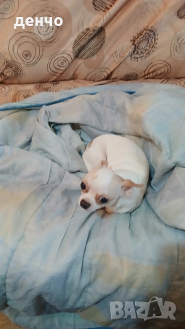 продавам чихопинчери, снимка 9 - Чихуахуа - 53018536