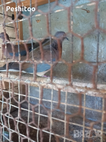 Продавам, снимка 2 - други­ - 52323975