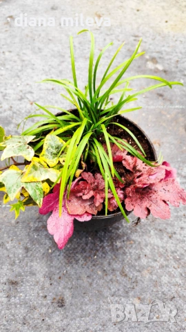 Аранжировка от вечнозелени и студоустойчиви растения за сянка!!!