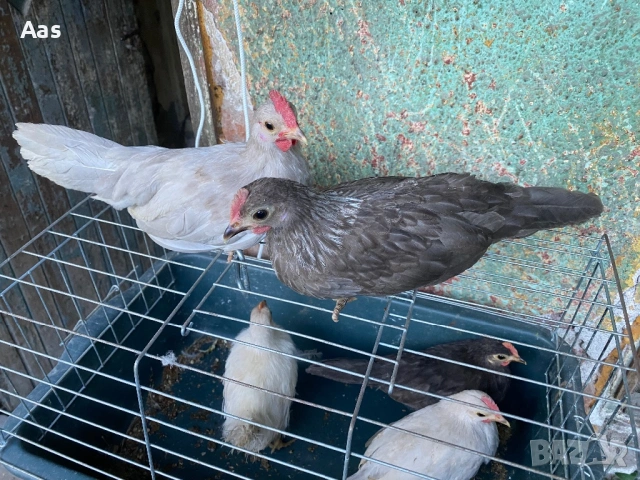 Чифт джинки, снимка 4 - Кокошки и пуйки - 54315048