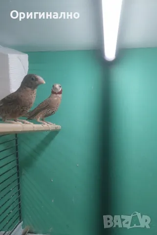 Амадини Канарчета , снимка 7 - Амадини - 49771329