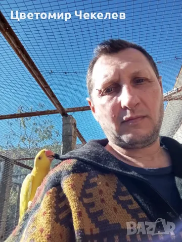 Малки Александри, снимка 2 - Папагали - 45713691