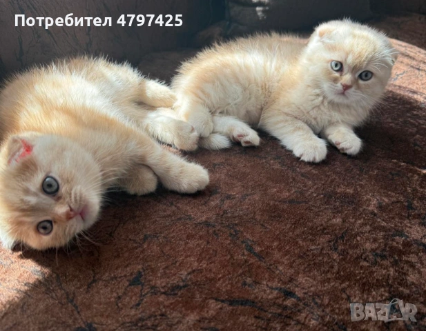 Шотландски клепоухи котета, снимка 2 - Британска късокосместа - 54199643