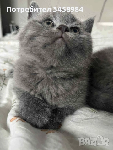 Британска късокосместа , снимка 5 - Британска късокосместа - 52649779