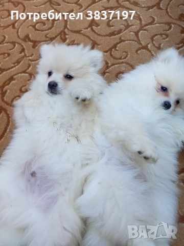 мъжки и женски със 3 ваксини 3 месеца пълно ветренарно обслужване 