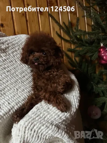 Той пудел teacup за разплод , снимка 7 - Търси партньор - 49019035