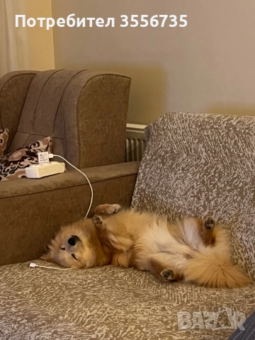 Померан Шпитц, снимка 3 - Немски шпиц - 52676167