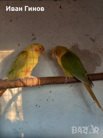 Продавам папагали. , снимка 6 - Папагали - 51294183