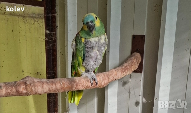 Папагал Синьочела амазона женска