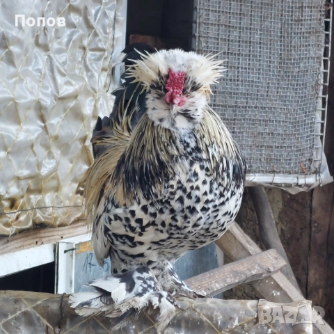 Продавам джинки, снимка 3 - други­ - 52724850