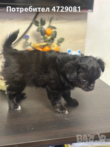 Чистокръвно дългокосместо чухуахуа, снимка 5 - Чихуахуа - 53368569