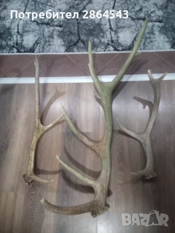 Еленови рога, снимка 2 - Декорация за дома - 53903916