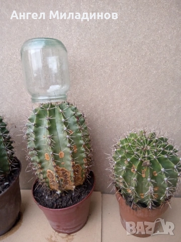 Кактус, снимка 3 - Стайни растения - 54257734