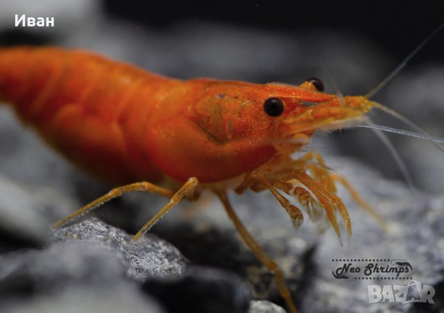 Аквариумни скариди - оранжеви /Orange Pumpkin Sakura/, снимка 2 - Други - 36537794
