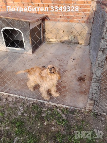 кучета за трюфели, снимка 7 - Други - 42407447