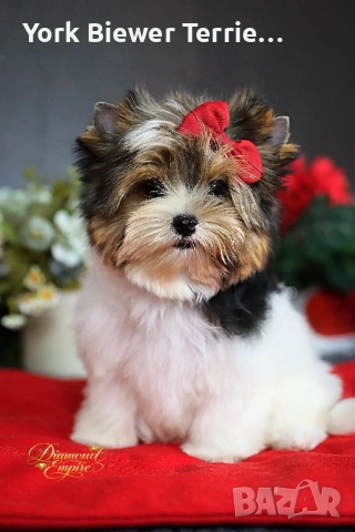 Йоркширски Териер! Страхотна мини момиче с родословие! Доставка до всеки град 
