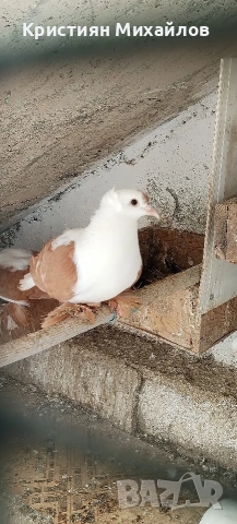 Нюмбергска чайка - мъжка 