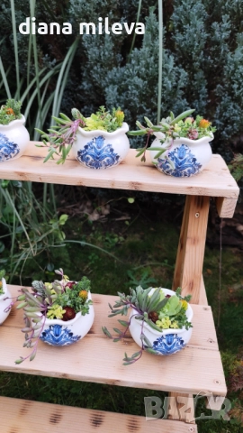 Гърнета аранжирани със сукуленти!, снимка 16 - Декорация за дома - 52496408