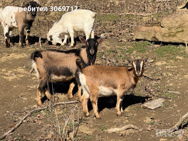 Мини холандски пръчлета, снимка 6 - Други животни - 52996529