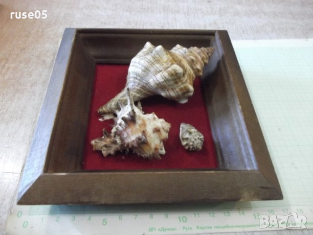 Раковини в дървена рамка - 1, снимка 2 - Други ценни предмети - 35626343