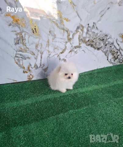 Померани със и без родословие, снимка 10 - Померан - 40676047