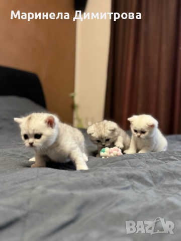 Малки сладки пухкави сребърни британчета., снимка 2 - Британска късокосместа - 52896705