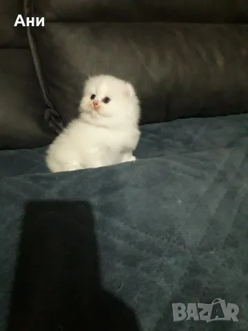 КОТЕНЦЕ МЕЧТА НА МАЛКИ И ГОЛЕМИ, снимка 8 - Чинчили - 56536110