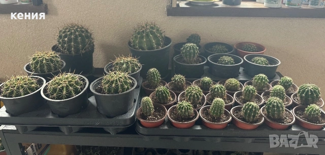 Кактуси -различни размери 